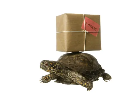Delivery Turtle
