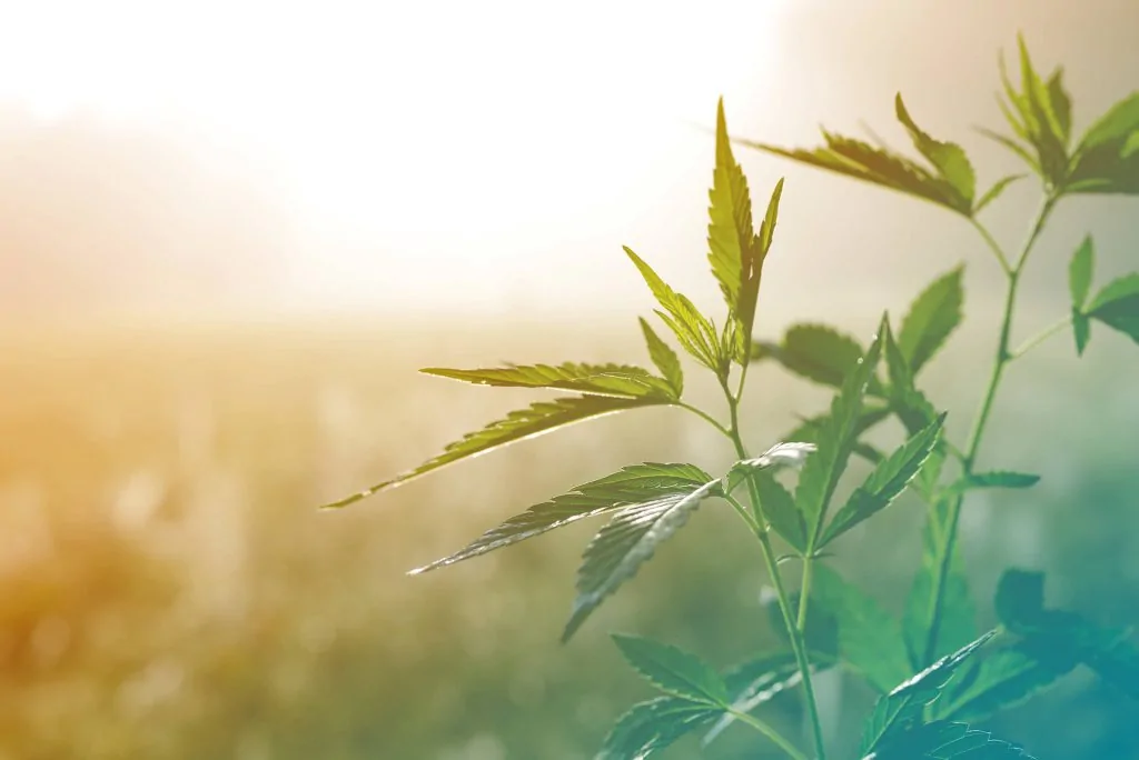 cannabis-shipping