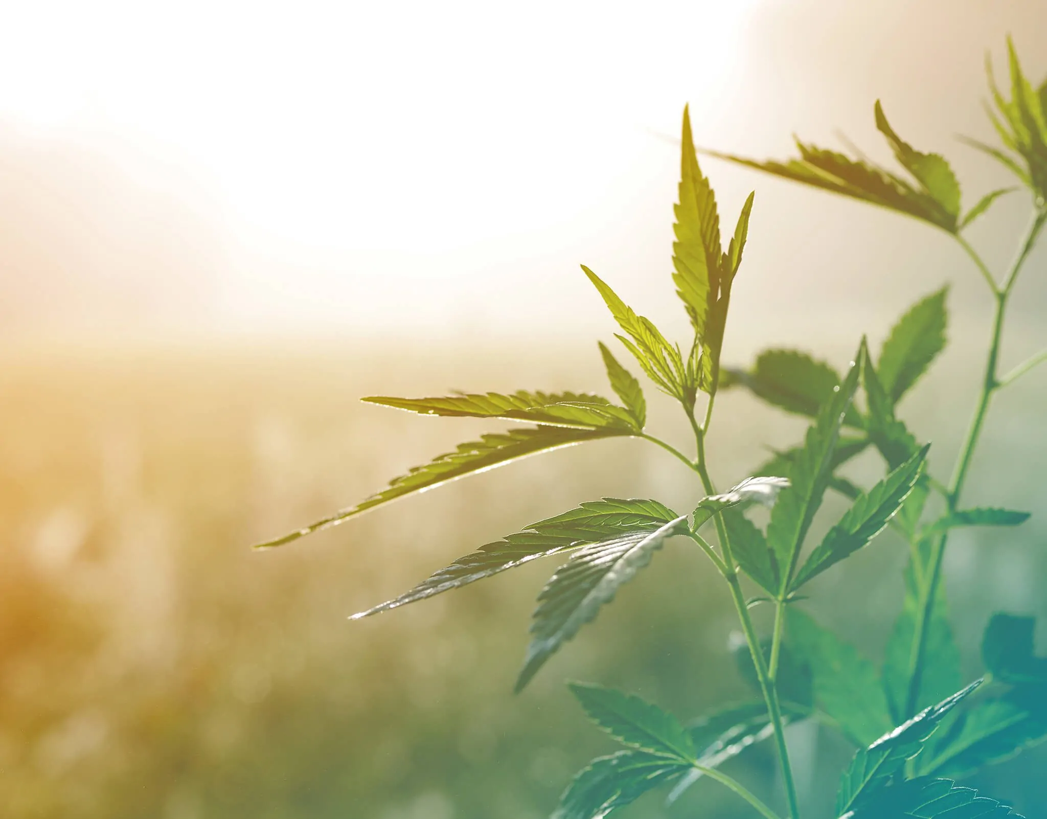 cannabis-shipping